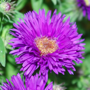Aster